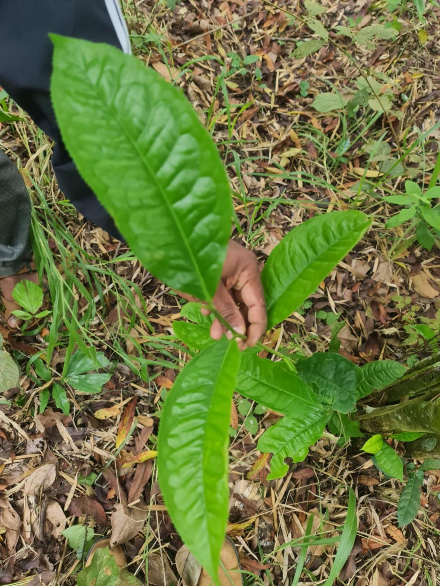 Panthalams Homestay 提喀迪 外观 照片