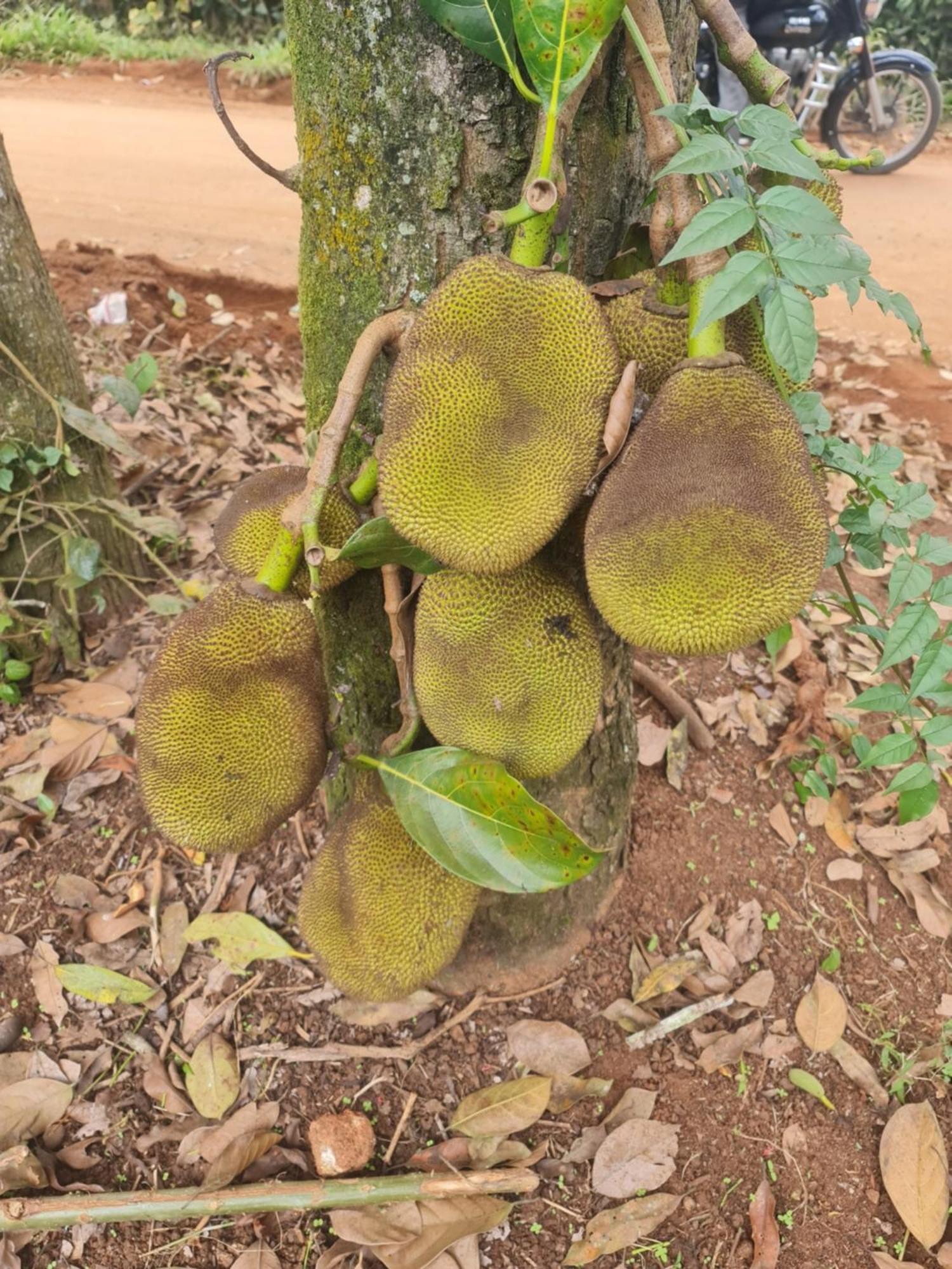 Panthalams Homestay 提喀迪 外观 照片